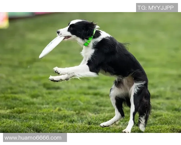 上海飞盘队在极限运动世界杯中的速度表现分析与点评